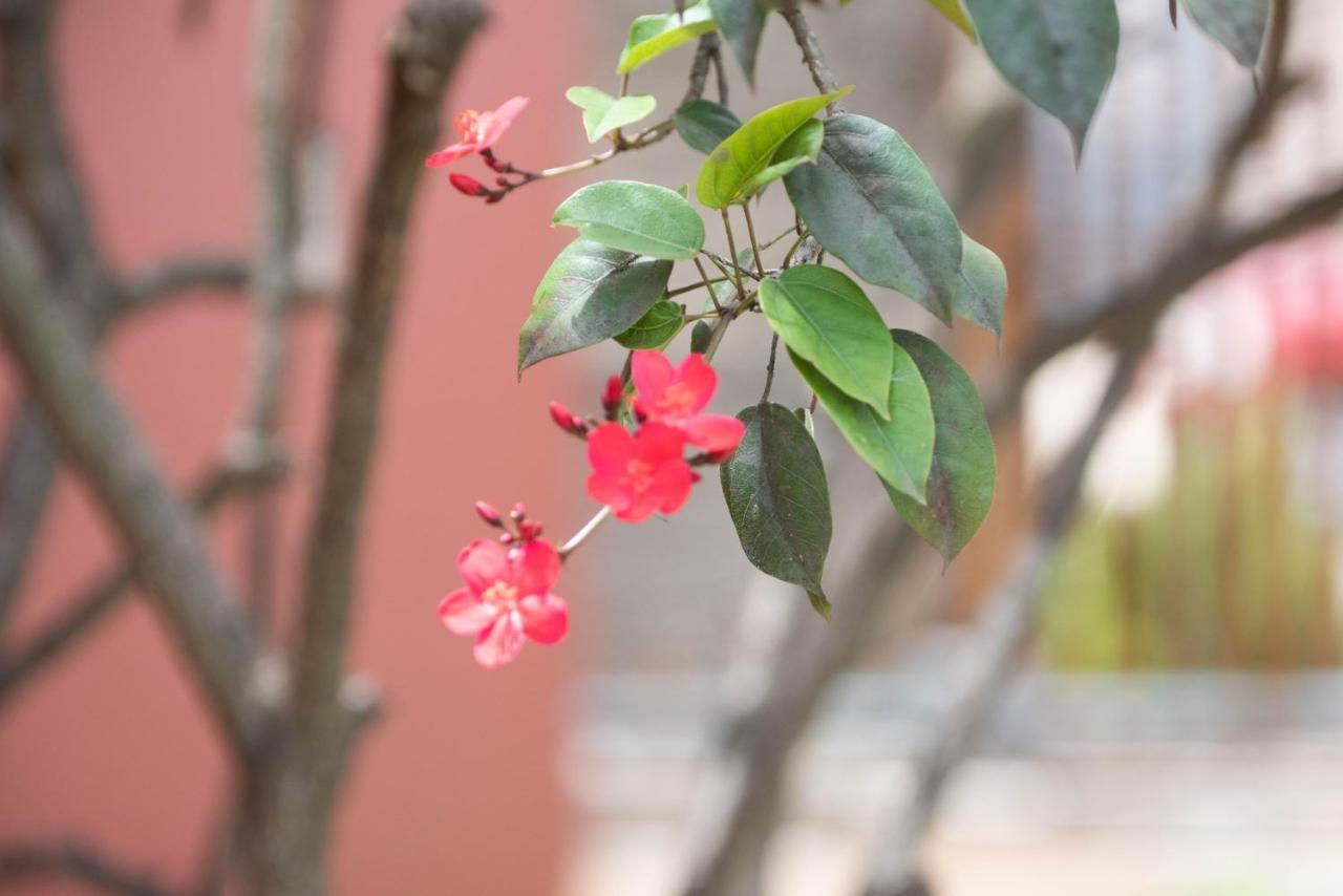 Hostel Pousada Sertao Alto Paraíso de Goiás Zewnętrze zdjęcie